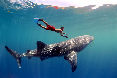 Nadando con tiburon ballena en roatan honduras